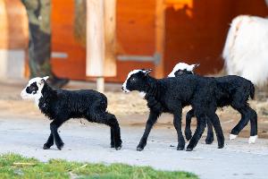 Drillinge bei den Romanovschafen